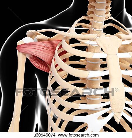Human shoulder musculature, artwork View Large Illustration Stock Illustration - Human shoulder musculature, artwork. Fotosearch