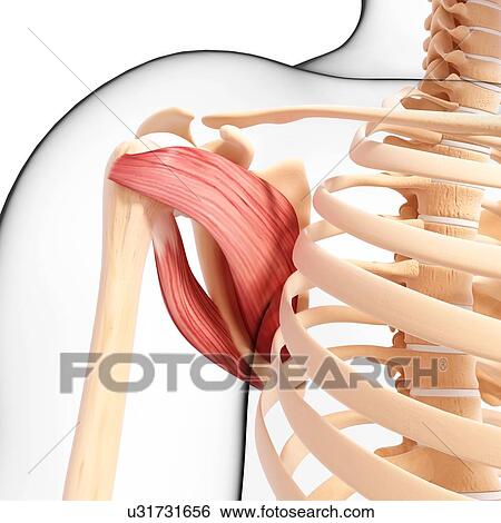 Human shoulder musculature, artwork View Large Illustration Stock Illustration - Human shoulder musculature, artwork. Fotosearch