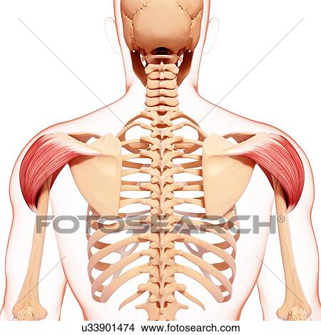 Stock Illustration - Human shoulder musculature, artwork. Fotosearch