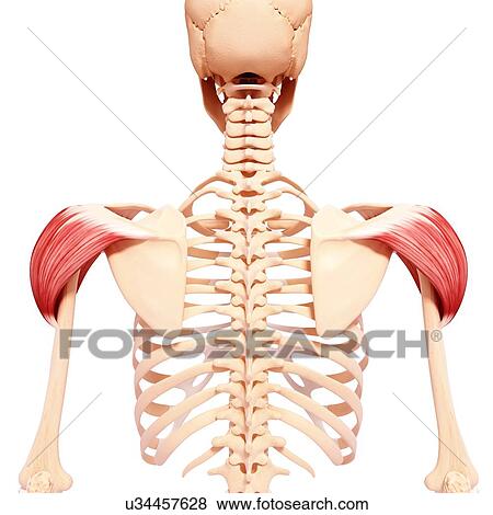 Human shoulder musculature, artwork View Large Illustration Stock Illustration - Human shoulder musculature, artwork. Fotosearch