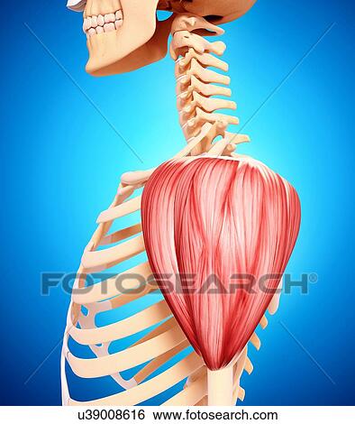 Human shoulder musculature, artwork View Large Illustration Stock Illustration - Human shoulder musculature, artwork. Fotosearch