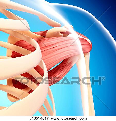 Stock Illustration - Human shoulder musculature, artwork. Fotosearch