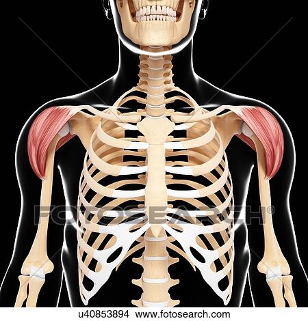 Human shoulder musculature, artwork View Large Illustration Stock Illustration - Human shoulder musculature, artwork. Fotosearch