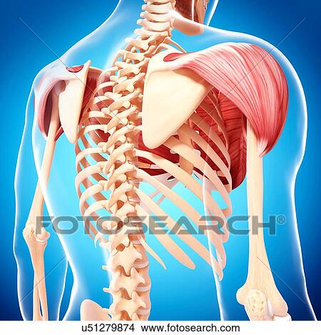 Human shoulder musculature, artwork View Large Illustration Stock Illustration - Human shoulder musculature, artwork. Fotosearch