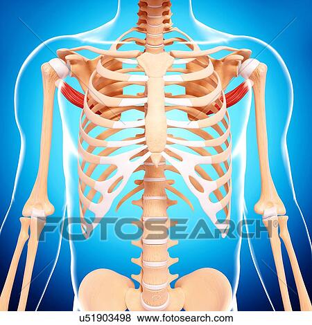 Human shoulder musculature, artwork View Large Illustration Stock Illustration - Human shoulder musculature, artwork. Fotosearch