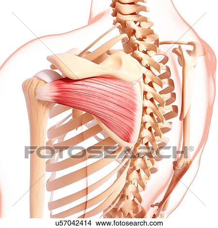 Human shoulder musculature, artwork View Large Illustration Stock Illustration - Human shoulder musculature, artwork. Fotosearch