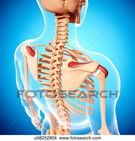 Human shoulder musculature, artwork View Large Illustration Stock Illustration - Human shoulder musculature, artwork. Fotosearch