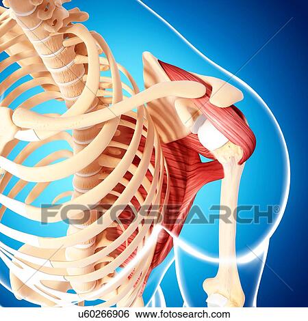 Human shoulder musculature, artwork View Large Illustration Stock Illustration - Human shoulder musculature, artwork. Fotosearch