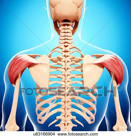 Human shoulder musculature, artwork View Large Illustration Stock Illustration - Human shoulder musculature, artwork. Fotosearch