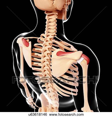 Human shoulder musculature, artwork View Large Illustration Stock Illustration - Human shoulder musculature, artwork. Fotosearch
