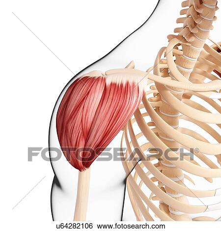 Human shoulder musculature, artwork View Large Illustration Stock Illustration - Human shoulder musculature, artwork. Fotosearch