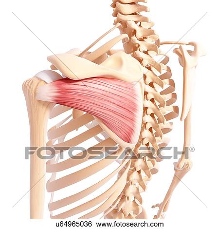 Stock Illustration - Human shoulder musculature, artwork. Fotosearch