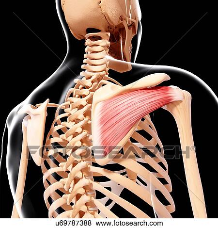 Stock Illustration - Human shoulder musculature, artwork. Fotosearch
