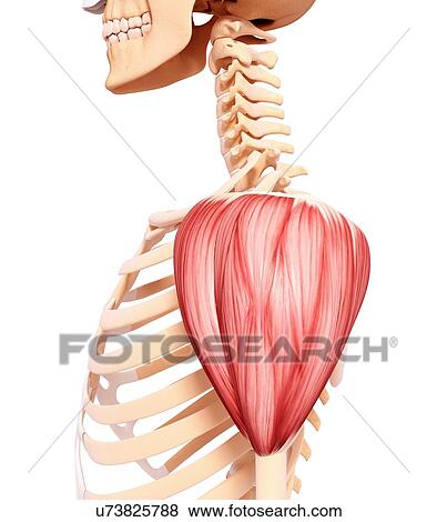 Human shoulder musculature, artwork View Large Illustration Stock Illustration - Human shoulder musculature, artwork. Fotosearch