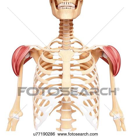 Human shoulder musculature, artwork View Large Illustration Stock Illustration - Human shoulder musculature, artwork. Fotosearch