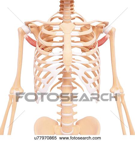 Stock Illustration - Human shoulder musculature, artwork. Fotosearch