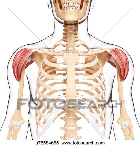 Human shoulder musculature, artwork View Large Illustration Stock Illustration - Human shoulder musculature, artwork. Fotosearch