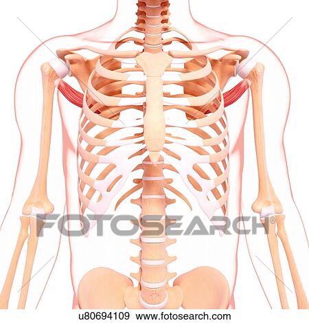 Human shoulder musculature, artwork View Large Illustration Stock Illustration - Human shoulder musculature, artwork. Fotosearch