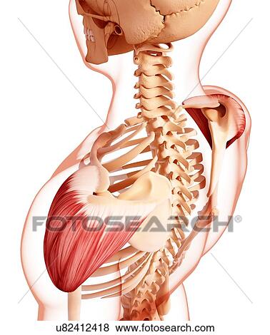 Human shoulder musculature, artwork View Large Illustration Stock Illustration - Human shoulder musculature, artwork. Fotosearch