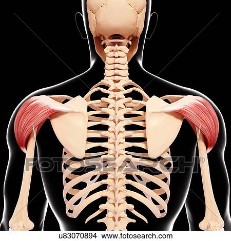 Human shoulder musculature, artwork View Large Illustration Stock Illustration - Human shoulder musculature, artwork. Fotosearch