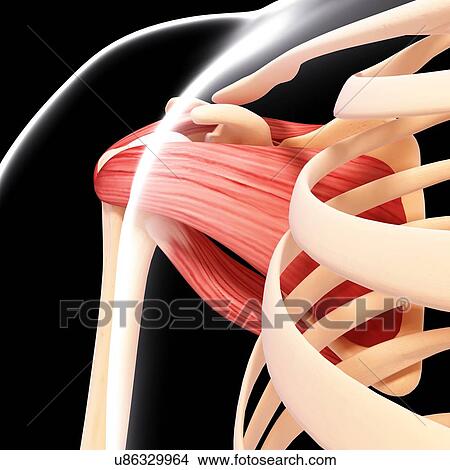 Human shoulder musculature, artwork View Large Illustration Stock Illustration - Human shoulder musculature, artwork. Fotosearch