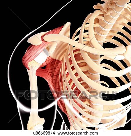 Human shoulder musculature, artwork View Large Illustration Stock Illustration - Human shoulder musculature, artwork. Fotosearch