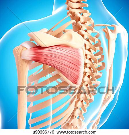 Stock Illustration - Human shoulder musculature, artwork. Fotosearch