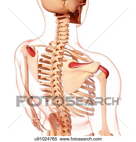 Human shoulder musculature, artwork View Large Illustration Stock Illustration - Human shoulder musculature, artwork. Fotosearch