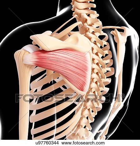 Human shoulder musculature, artwork View Large Illustration Stock Illustration - Human shoulder musculature, artwork. Fotosearch