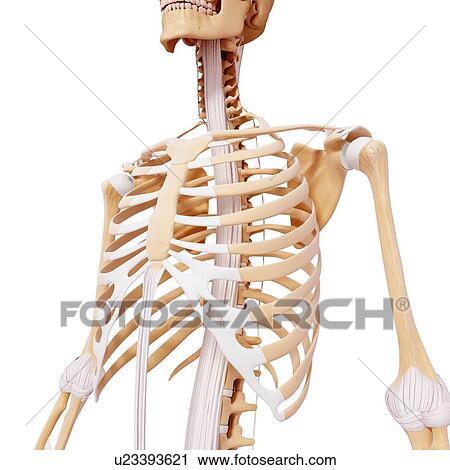Clip Art - Human skeleton, artwork. Fotosearch