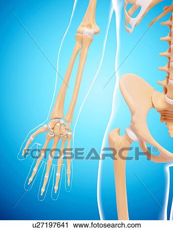 Human skeleton, artwork View Large Illustration Clip Art - Human skeleton, artwork. Fotosearch