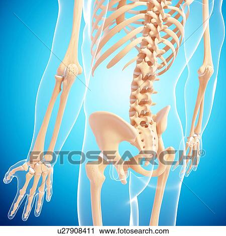 Human skeleton, artwork View Large Illustration Clip Art - Human skeleton, artwork. Fotosearch