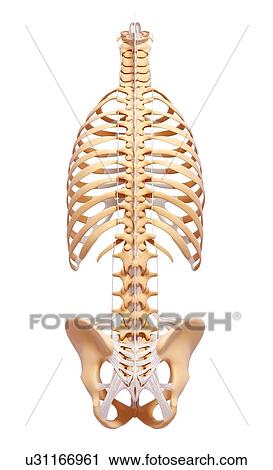 Clip Art - Human skeleton, artwork. Fotosearch