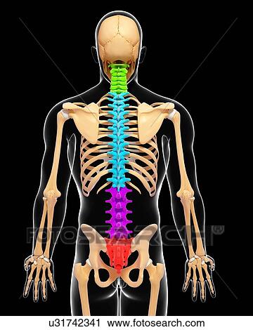 Human skeleton, artwork View Large Illustration Clip Art - Human skeleton, artwork. Fotosearch