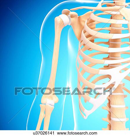 Clip Art - Human skeleton, artwork. Fotosearch