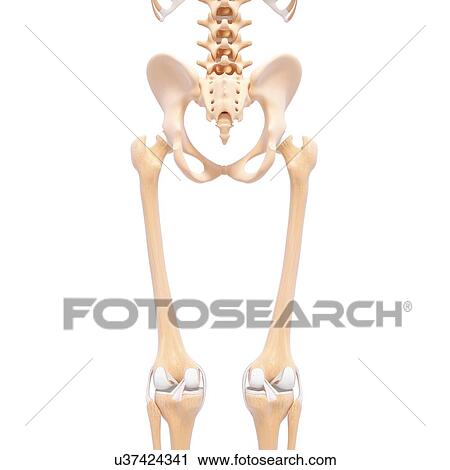 Clip Art - Human skeleton, artwork. Fotosearch