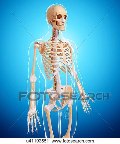 Clip Art - Human skeleton, artwork. Fotosearch