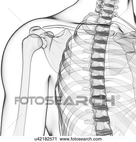 Human skeleton, artwork View Large Illustration Clip Art - Human skeleton, artwork. Fotosearch