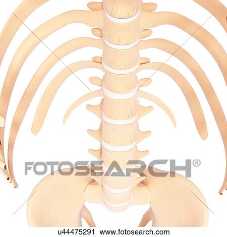 Clip Art - Human skeleton, artwork. Fotosearch