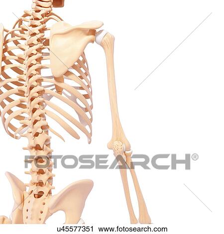 Human skeleton, artwork View Large Illustration Clip Art - Human skeleton, artwork. Fotosearch