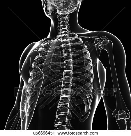 Human skeleton, artwork View Large Illustration Clip Art - Human skeleton, artwork. Fotosearch