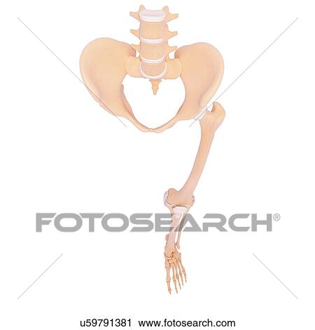 Human skeleton, artwork View Large Illustration Clip Art - Human skeleton, artwork. Fotosearch