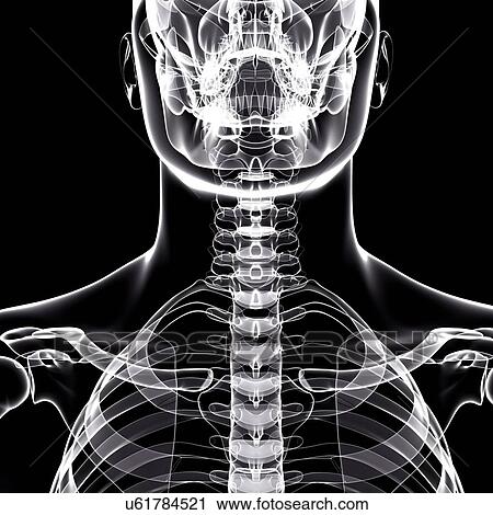 Clip Art - Human skeleton, artwork. Fotosearch