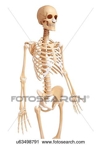 Human skeleton, artwork View Large Illustration Clip Art - Human skeleton, artwork. Fotosearch