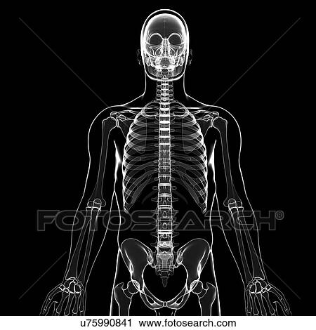Human skeleton, artwork View Large Illustration Clip Art - Human skeleton, artwork. Fotosearch