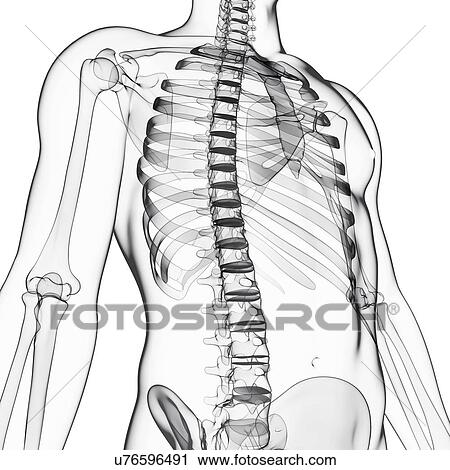 Human skeleton, artwork View Large Illustration Clip Art - Human skeleton, artwork. Fotosearch