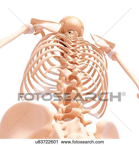 Human skeleton, artwork View Large Illustration Clip Art - Human skeleton, artwork. Fotosearch