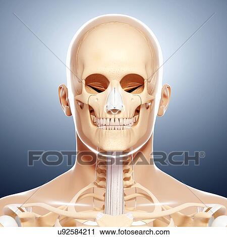 Human skeleton, artwork View Large Illustration Clip Art - Human skeleton, artwork. Fotosearch