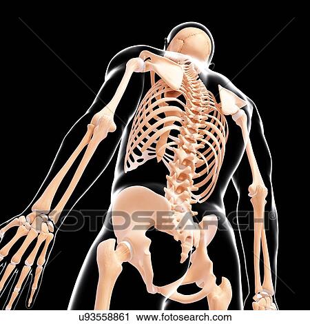 Human skeleton, artwork View Large Illustration Clip Art - Human skeleton, artwork. Fotosearch