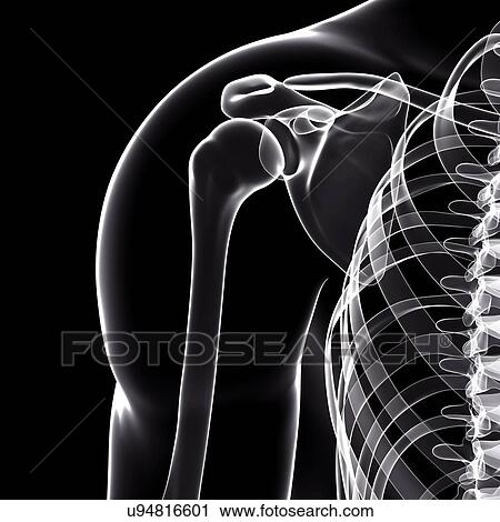 Human skeleton, artwork View Large Illustration Clip Art - Human skeleton, artwork. Fotosearch